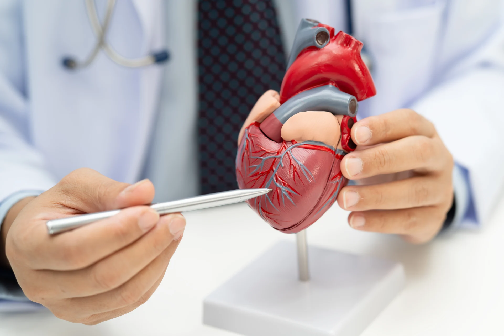 Cardiologist holding and pointing to a heart model while explaining cardiovascular anatomy at Medicor Cardiology